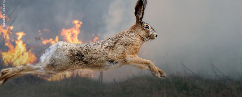 European hare