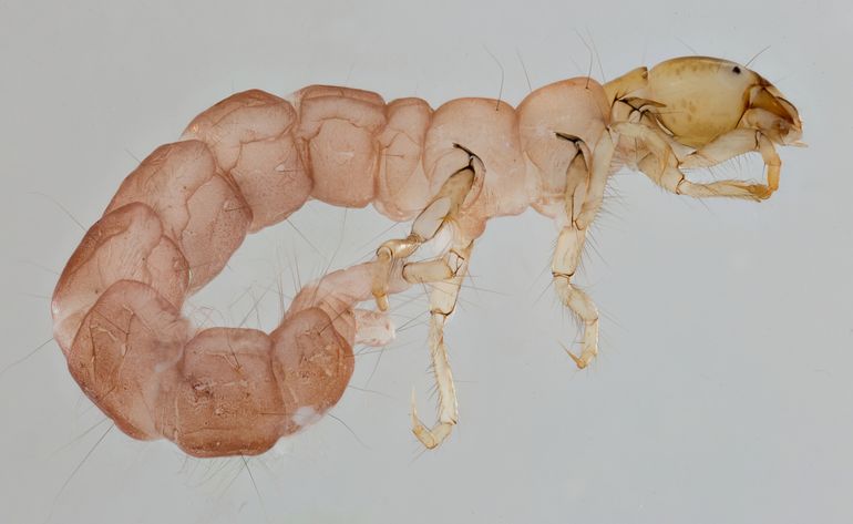 Zijaanzicht van de kokerjufferlarve Holocentropus insignis