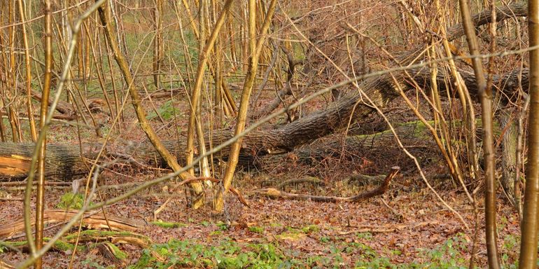 Loofbomen met een dikke humuslaag zoals eiken zijn bijzonder interessant voor overwinterende insecten