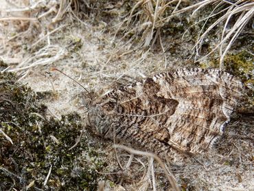 Op zand is de heivlinder prachtig gecamoufleerd