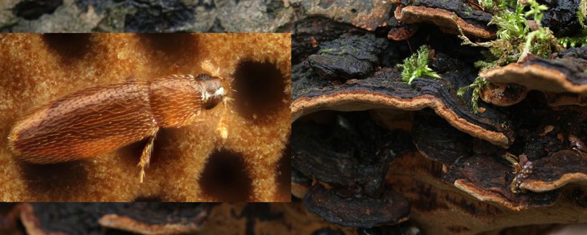 De vuurzwamveervleugelkever en de bruinzwarte vuurzwam