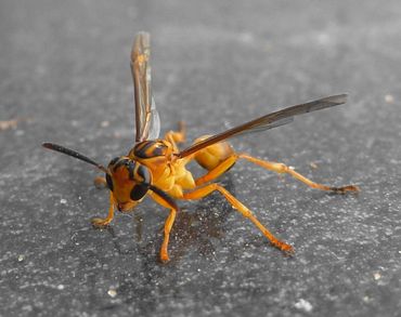 Wasp Agelaia pallipes