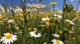 Bloemen voor Atlasgebouw Wageningen University & Research