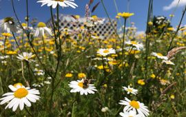 Bloemen voor Atlasgebouw Wageningen University & Research