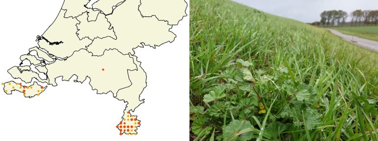 Verspreiding kaasjeskruiddikkopje 2000 - 2019 en een vindplaats van rupsen op een dijk in Zeeuws-Vlaanderen