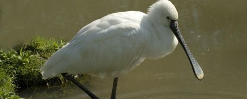 Platalea_leucorodia, Lepelaar. Foto: Saxifraga-Jan van der Straaten
http://www.freenatureimages.eu