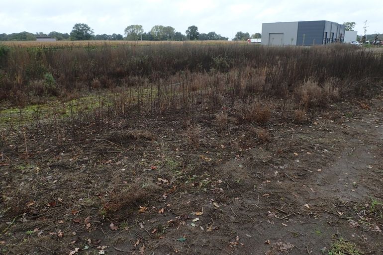 Buxusveldje met doodgespoten onkruid en buxus