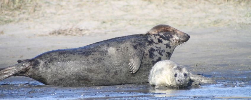 Een moeder grijze zeehond met haar jonge pup