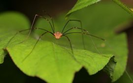Tom Heijnen, Saxifraga Opilio canestrinii, Rode hooiwagen