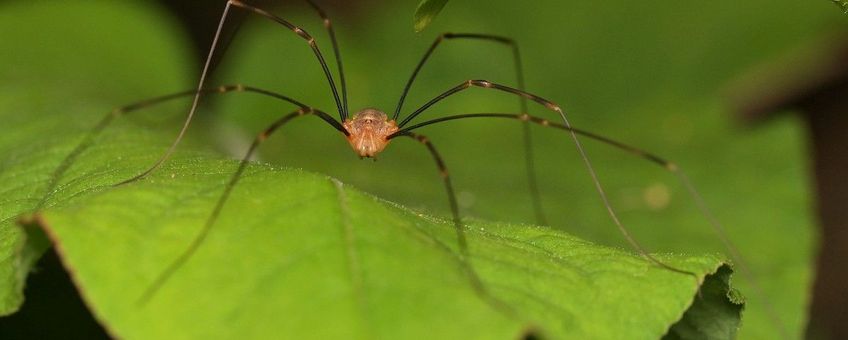 Opilio canestrinii, Rode hooiwagen