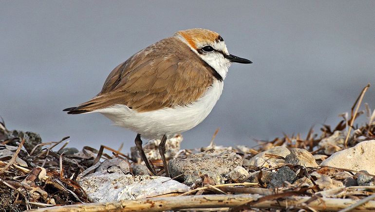 Strandplevieren broeden op het strand en  zijn gevoelig voor verstoring