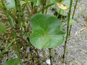 Blad gewone dotterbloem