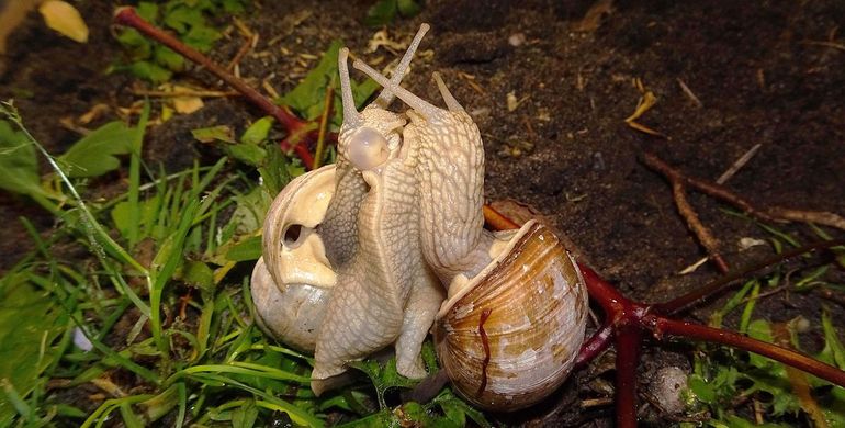 Wijngaardslakken hebben tijdens de paring een bedachtzaam, langdurig en spannend liefdesspel waarbij ze zelfs zinnenprikkelende kalkpijlen gebruiken