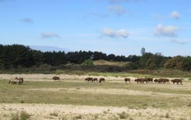 Konikpaarden en wisenten in het Kraansvlak.