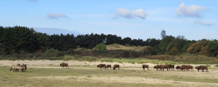 Konikpaarden en wisenten in het Kraansvlak.