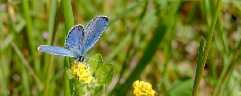 Bij verse staartblauwtjes is het kleine staartje te zien