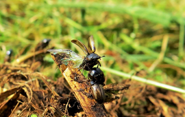 Silvia Hellingman Aphodius contaminatus