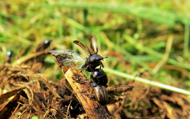 Aphodius contaminatus