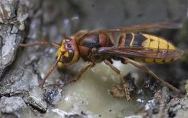 Mark Zekhuis, Saxifraga Hoornaar