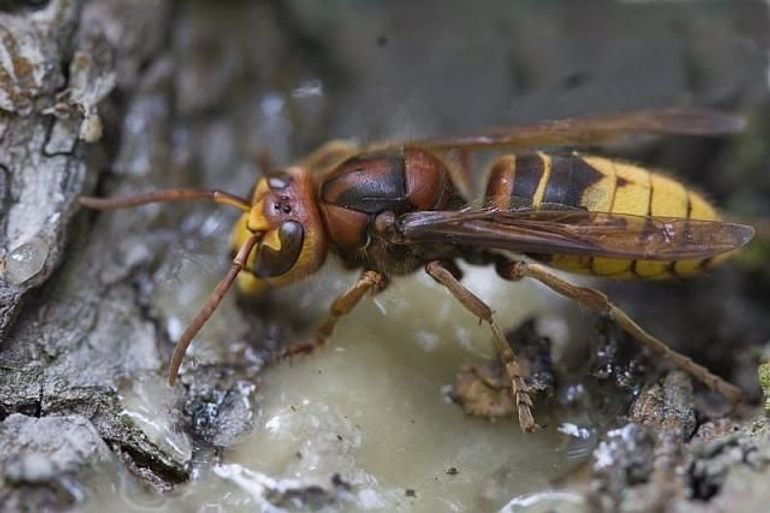 De Europese hoornaar heeft een oranjebruine kop en borststuk