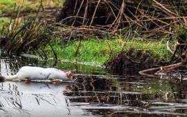 Hermelijn met tussenkleed