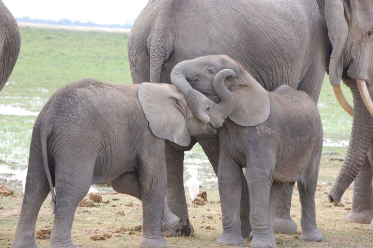 Olifanten in Nationaal Park, Kenia