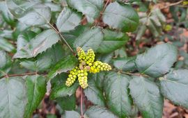 Mahonie, Berberis aquifolium