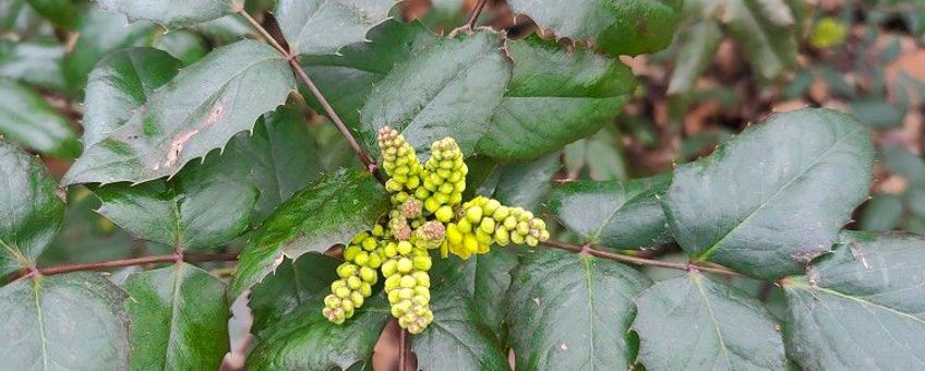 Mahonie, Berberis aquifolium