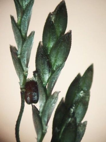Aartje en gegroefd zaadje van Bleek liefdegras (Eragrostis virescens)