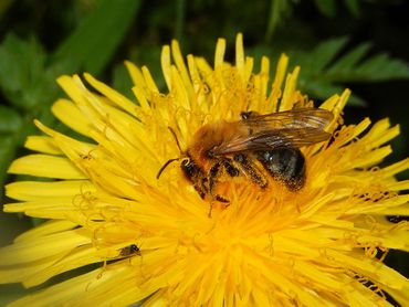 Grey-patched Mining Bee (Andrena nitida)