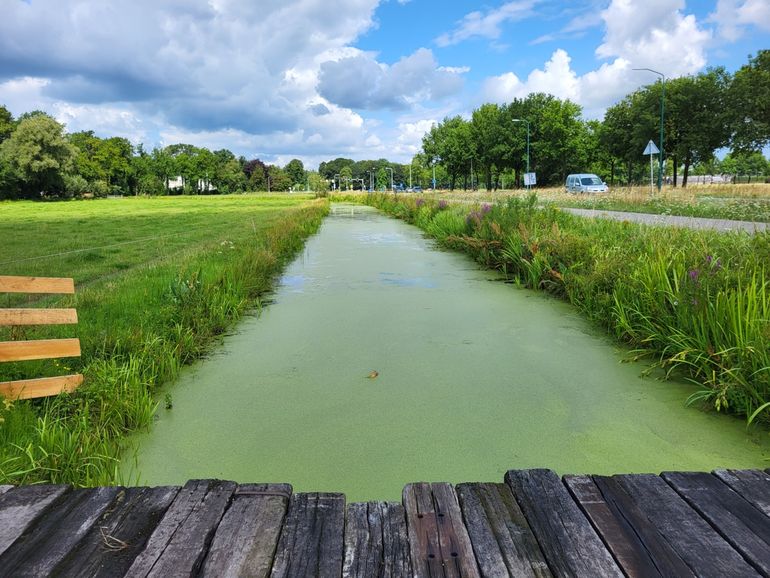 Sloot met kroos als voorbeeld van slechte waterkwaliteit