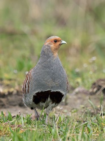 De patrijs is een geliefde en kleurrijke akkervogel die nog maar zelden gezien wordt