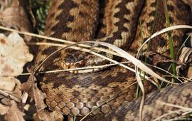 Vipera berus. Adder