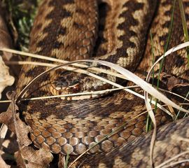Vipera berus. Adder