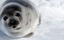 IFAW gespiegelde foto voor lead. een zadelrobpup op het ijs in de Saint Lawrencebaai, Canada, in 2008)