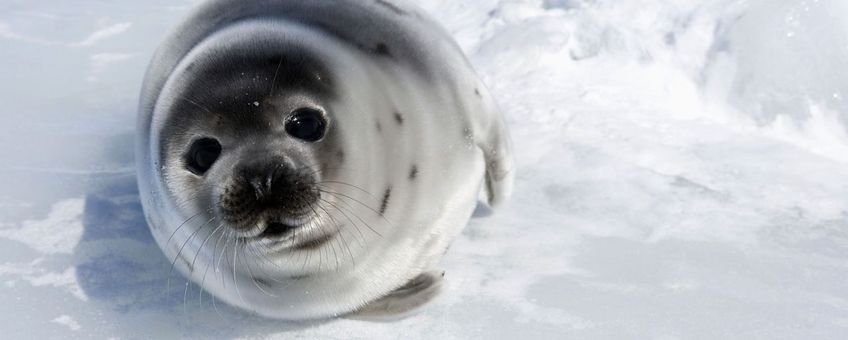 gespiegelde foto voor lead.  een zadelrobpup op het ijs in de Saint Lawrencebaai, Canada, in 2008)