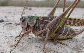 Decticus verrucivorus. Wrattenbijter