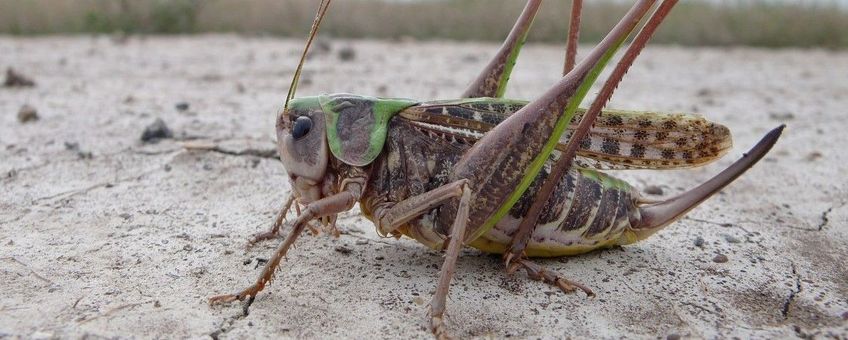 Decticus verrucivorus. Wrattenbijter