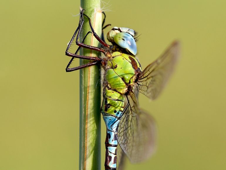 De groene glazenmaker is zeldzaam, bedreigd en beschermd in Nederland