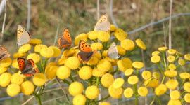 kleine vuurvlinders - primair