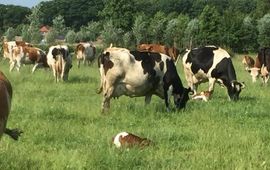 Lyda Dik Biologisch melkveebedrijf bij Halle, Achterhoek