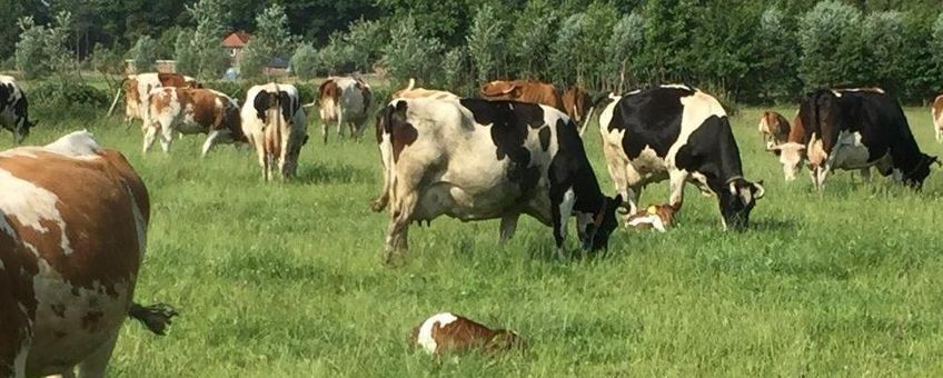 Biologisch melkveebedrijf bij Halle, Achterhoek