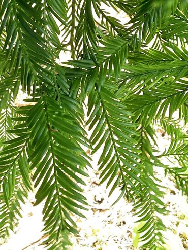 Sequaoiadendron giganteum in Diergaarde Blijdorp