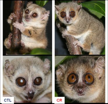 Example of two 9-year-old mouse lemurs in the Restrikal cohort. The animal on the left, which weighs around 100 g, has been fed a 'normal' diet throughout its life (CTL). It presents characteristics that are frequently observed among elderly mouse lemurs: cataracts and whitening of the fur. The animal on the right, which weighs around 70 g, has been fed 30% fewer calories (CR) compared to the control group since early adult life. It has the morphological characteristics of a younger animal