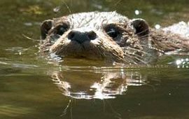 Otter