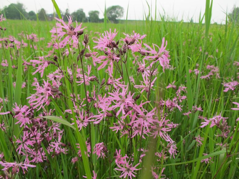 Echte koekoeksbloem in Marickenland