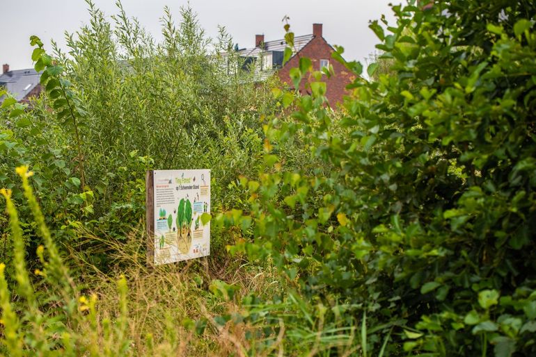 Tiny Forest in Delft