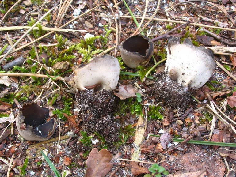 Zwartwitte bokaalkluifzwammen op kalkrijke bermrand