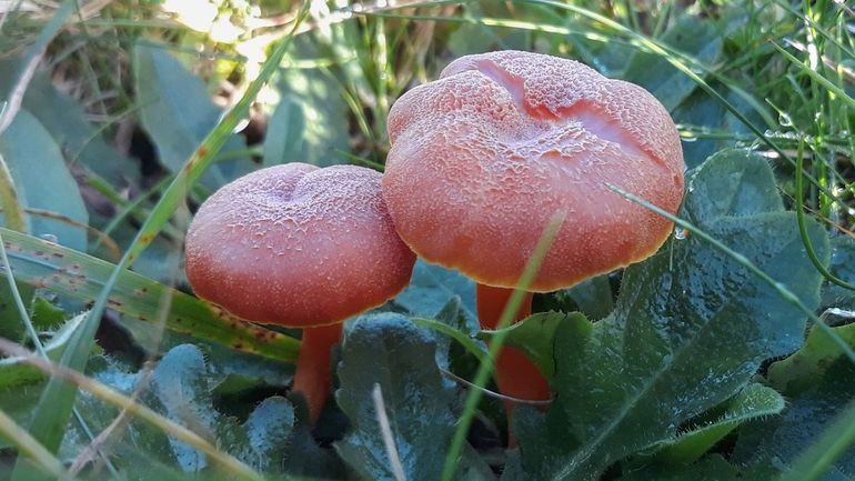 Ook de vuurzwam is nu nog niet gesignaleerd, maar in de herfst van 2021 wel