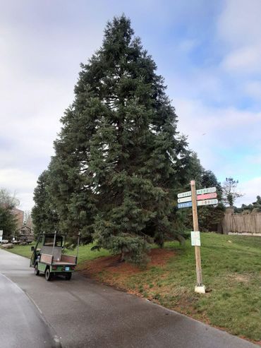 Sequoiadendron giganteum in Diergaarde Blijdorp